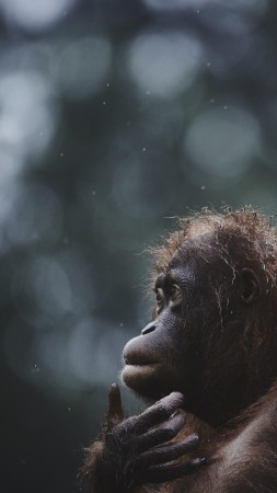 Orangutan, Borneo, Malaysia, wildlife, National Geographic Traveler Photo Contest (vertical)