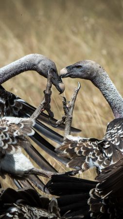 Vulture, Masai Mara, Kenya, bird, National Geographic Traveler Photo Contest (vertical)