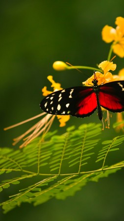 Beautiful Butterfly, red wings, green background, wild nature, yellow flowers, insects (vertical)