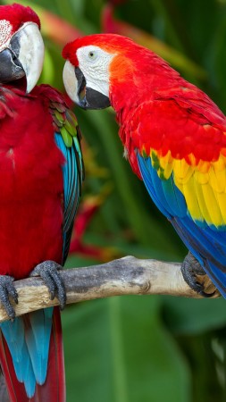 parrot, plumage, branch, exotic, red, blue (vertical)