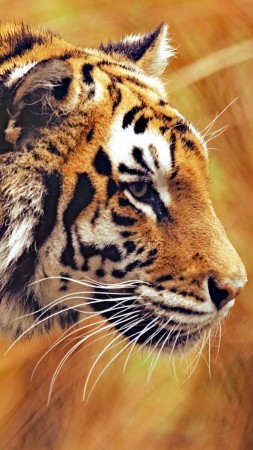 Bengal Tiger, 5k, 4k wallpaper, Grass, yellow, hunting (vertical)