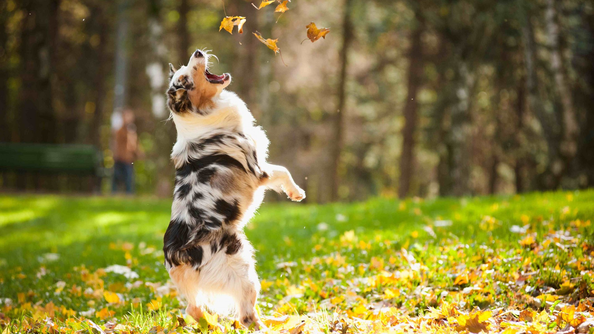 Dog, puppy, jumping, leaves, autumn, pet, green grass, park (horizontal)