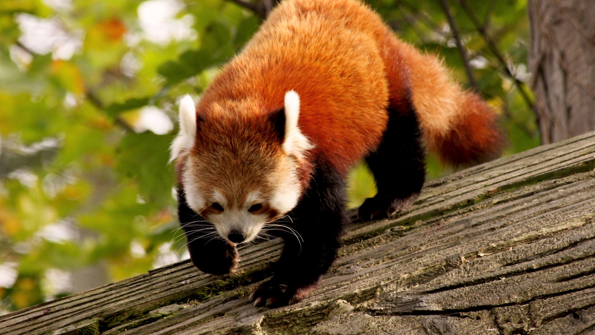 Red Panda, animal, nature, branch, green, fur, wild (horizontal)