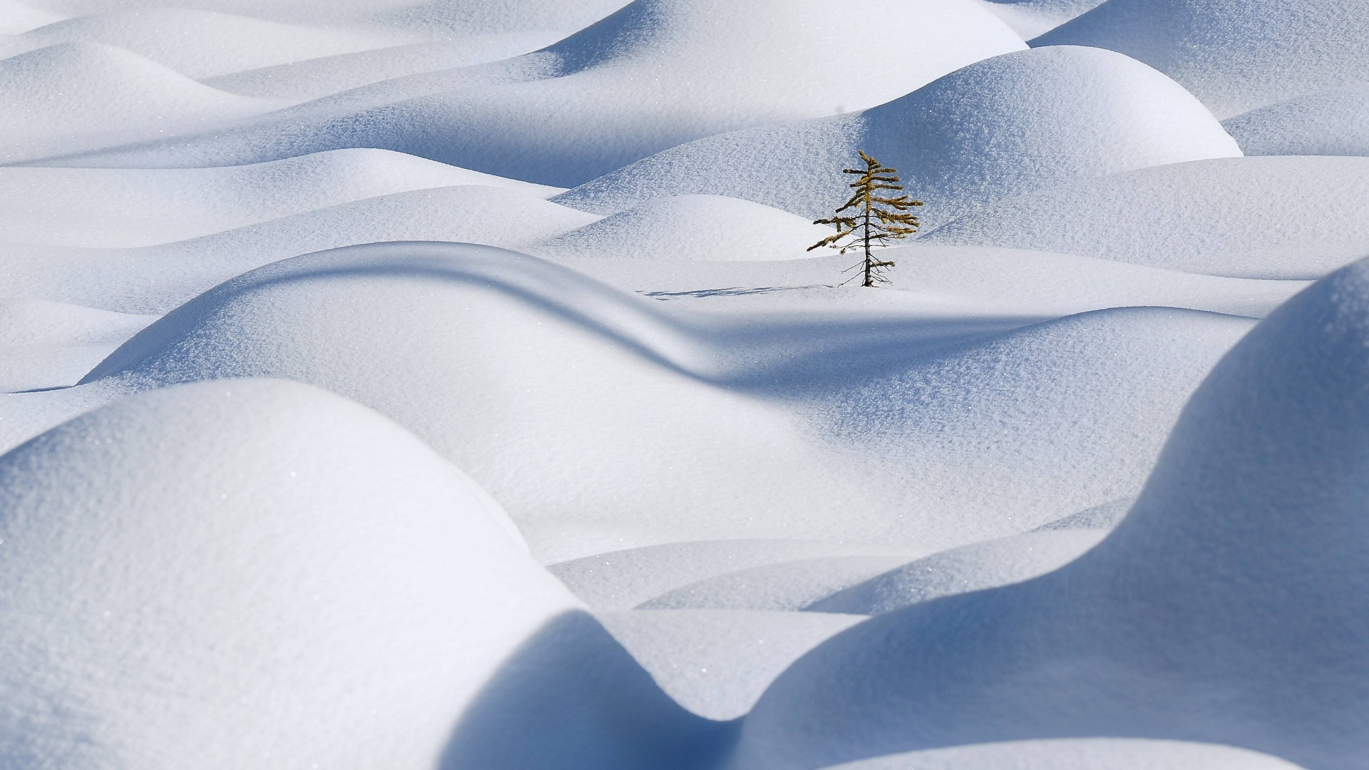 Snow, 4k, HD wallpaper, Snowdrift, Clean, Fir-tree (horizontal)