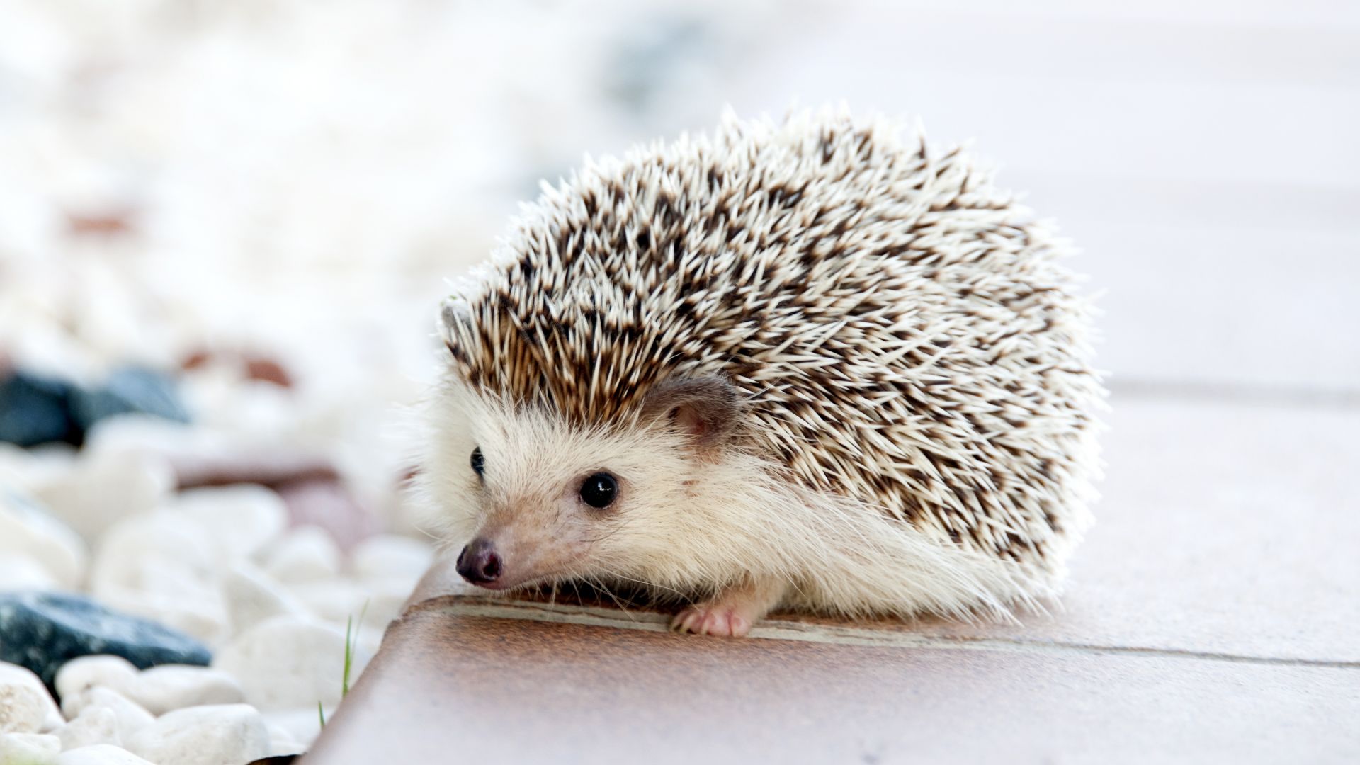 hedgehog, cute animals, 4k (horizontal)