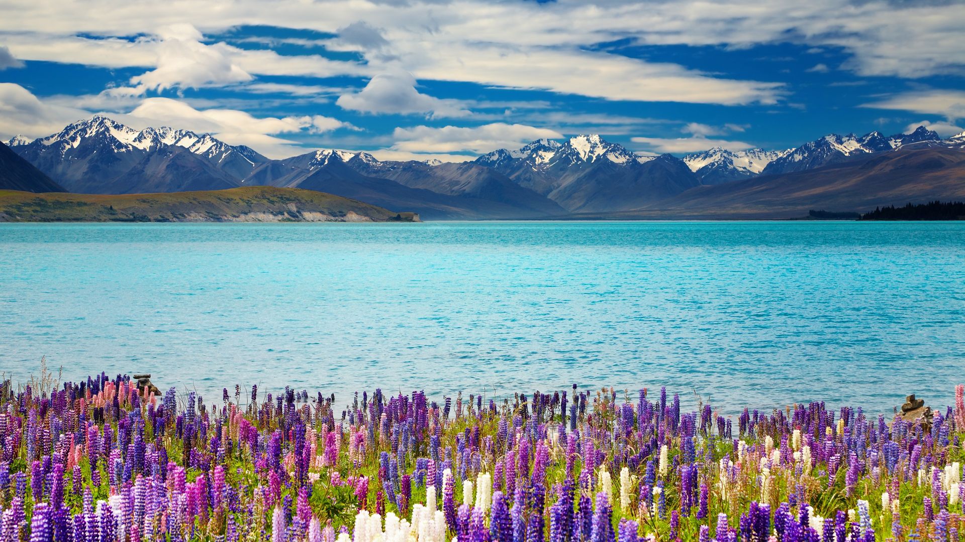 Lake Tekapo, New Zealand, mountains, flower, 4k (horizontal)