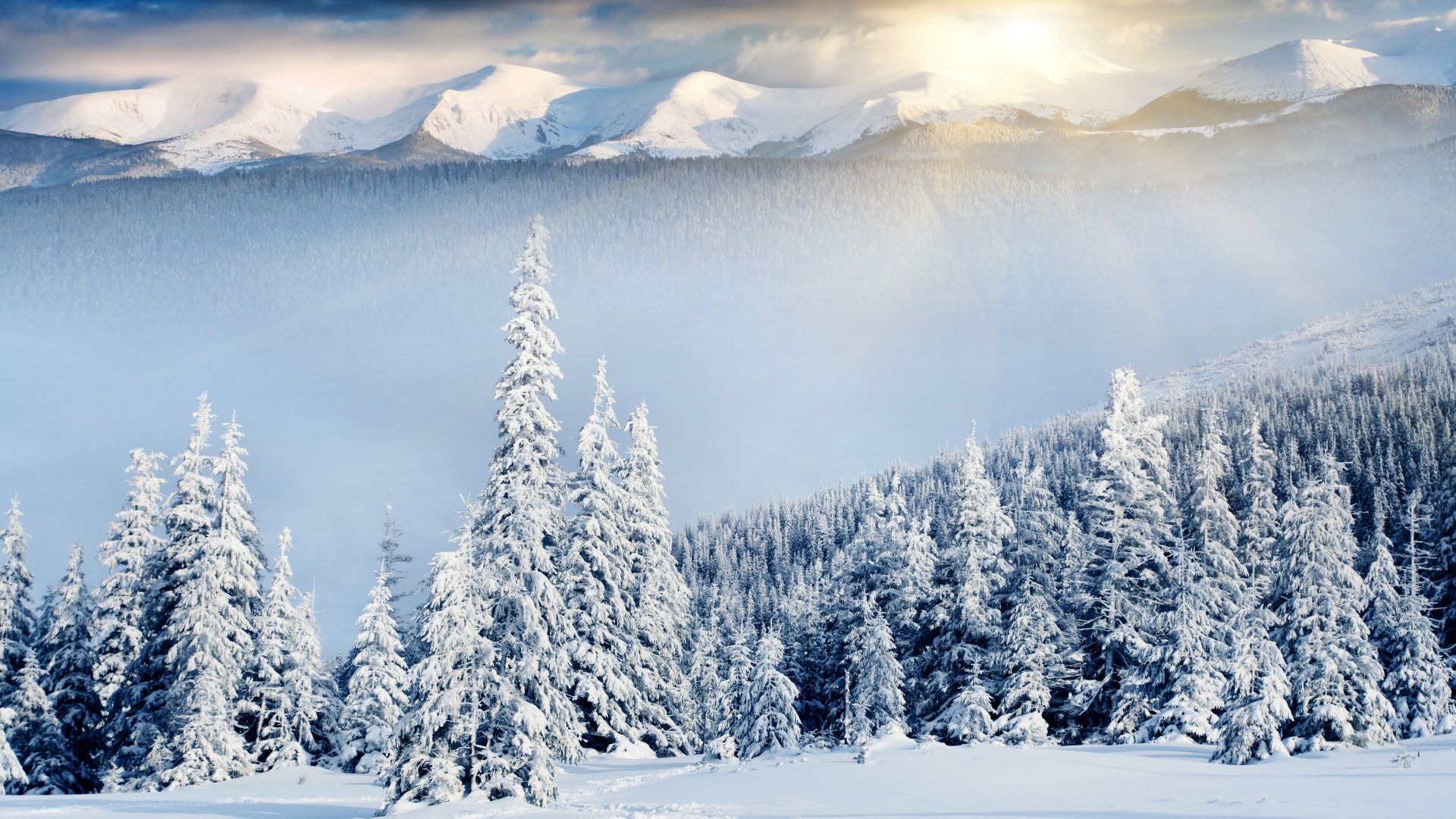 mountains, forest, trees, snow, winter, 8k (horizontal)