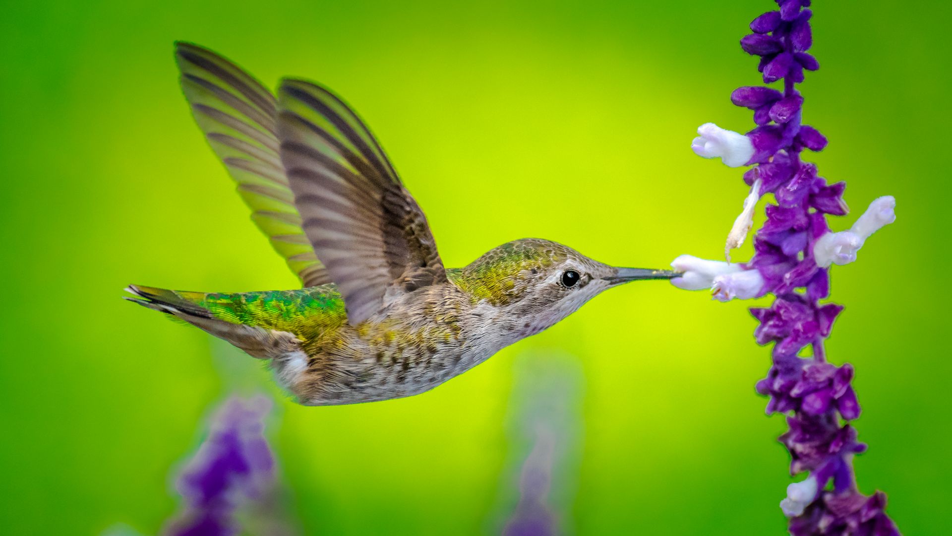 Hummingbird, bird, flower, 5k (horizontal)