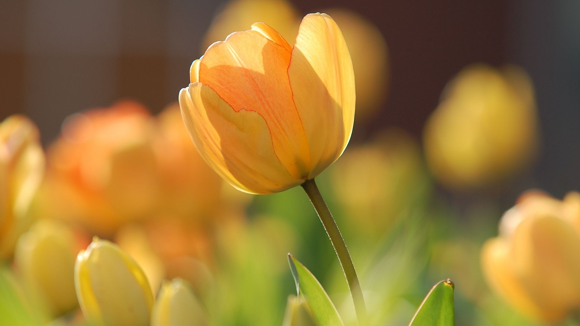 flowers, tulips, yellow, spring, HD (horizontal)