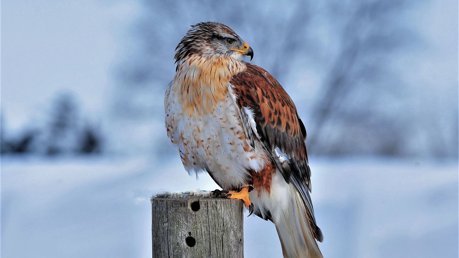 Ferruginous Hawk, bird, winter, snow, 4K (horizontal)