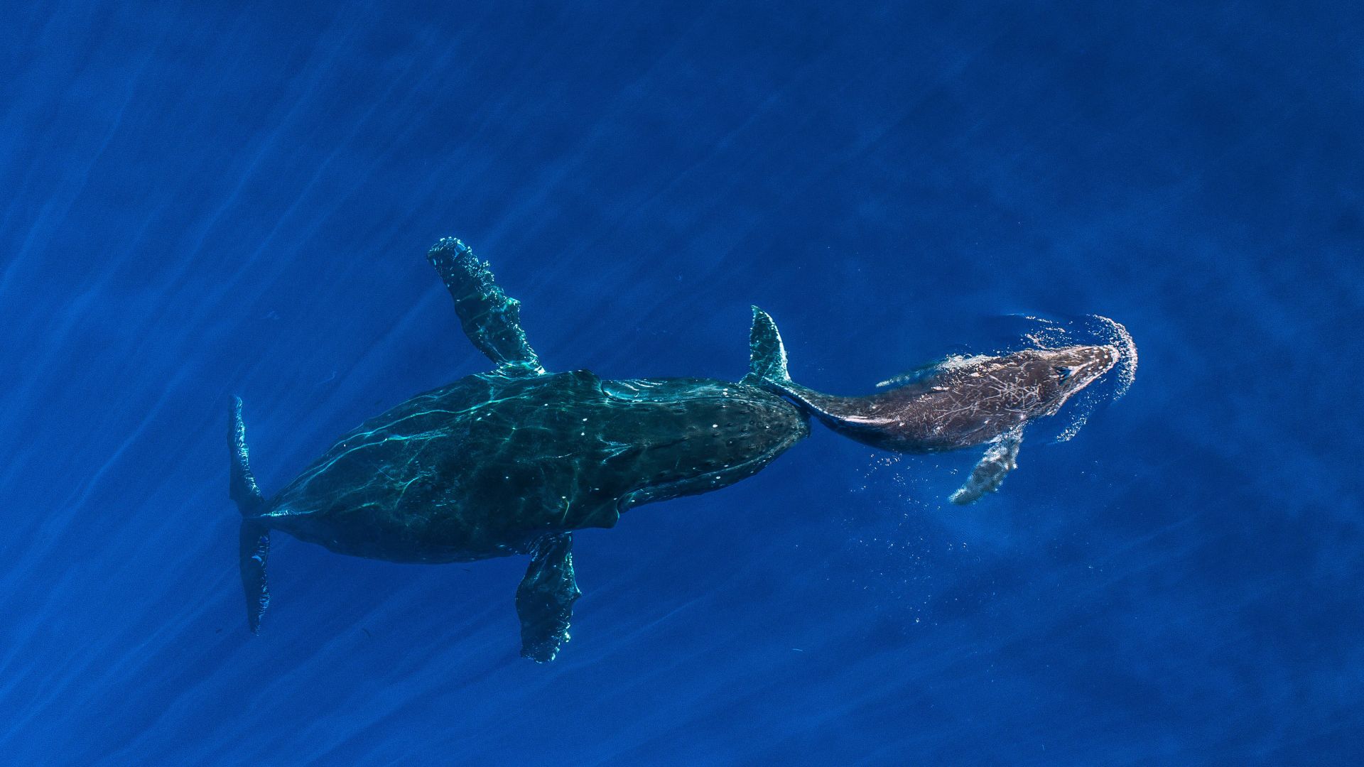 whale, ocean, blue, 4K (horizontal)