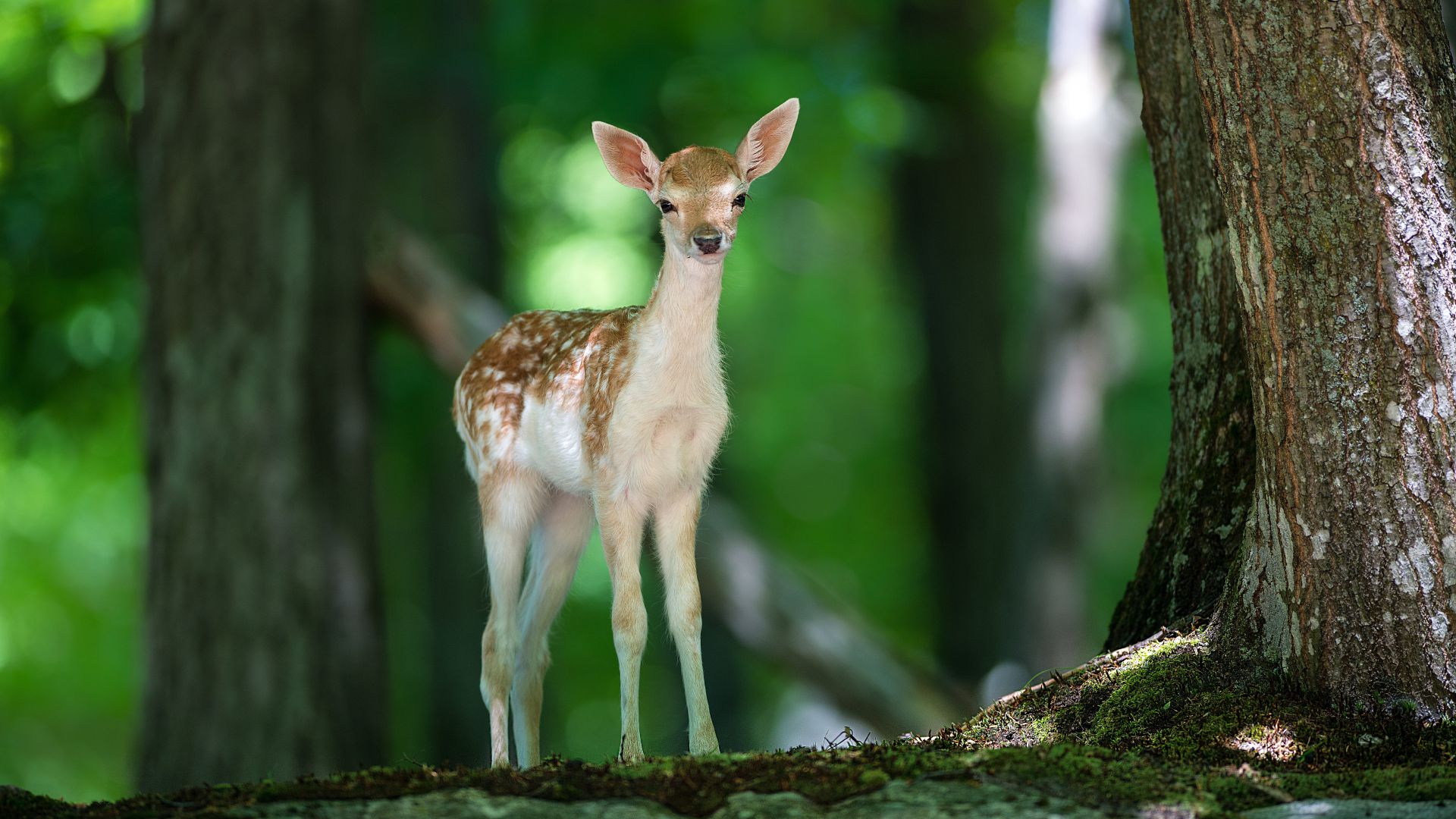Deer, cute animals, forest (horizontal)