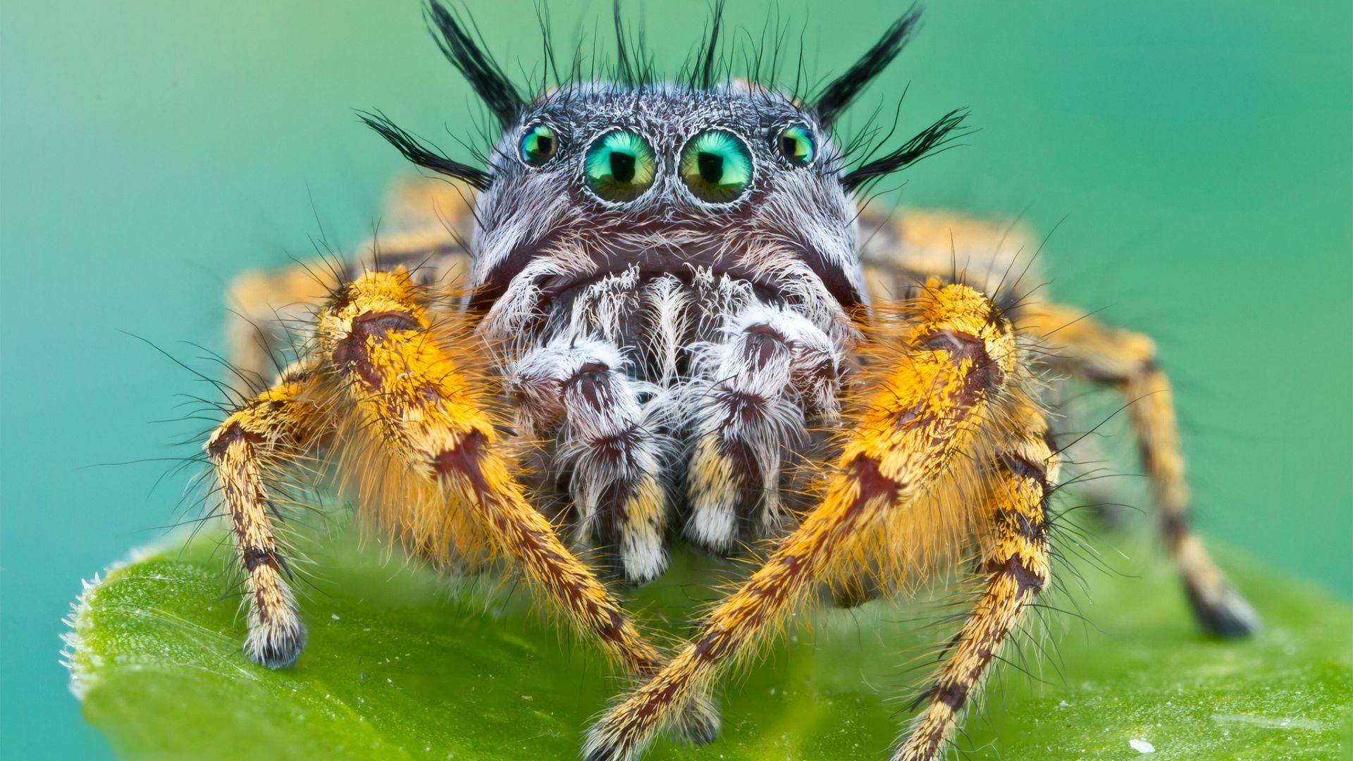 Bagheera kiplingi, spider, macro (horizontal)