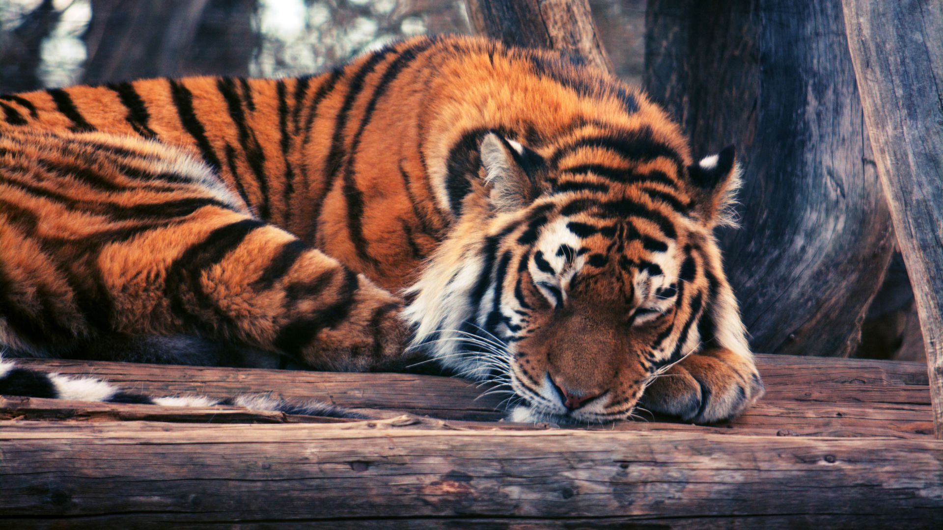 Tiger, cute animals, funny (horizontal)