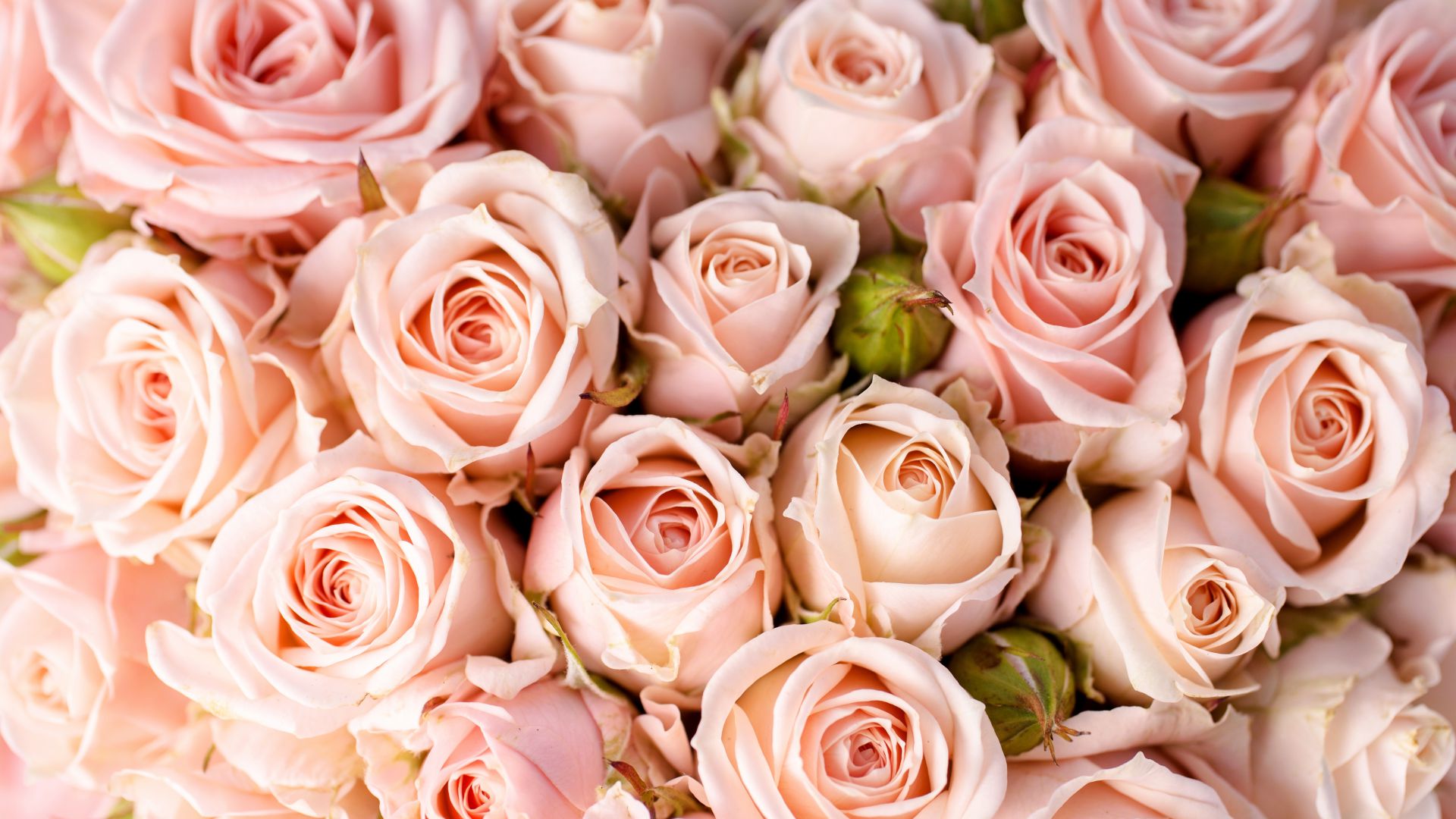 Roses, 5k, 4k wallpaper, 8k, flowers, pink (horizontal)