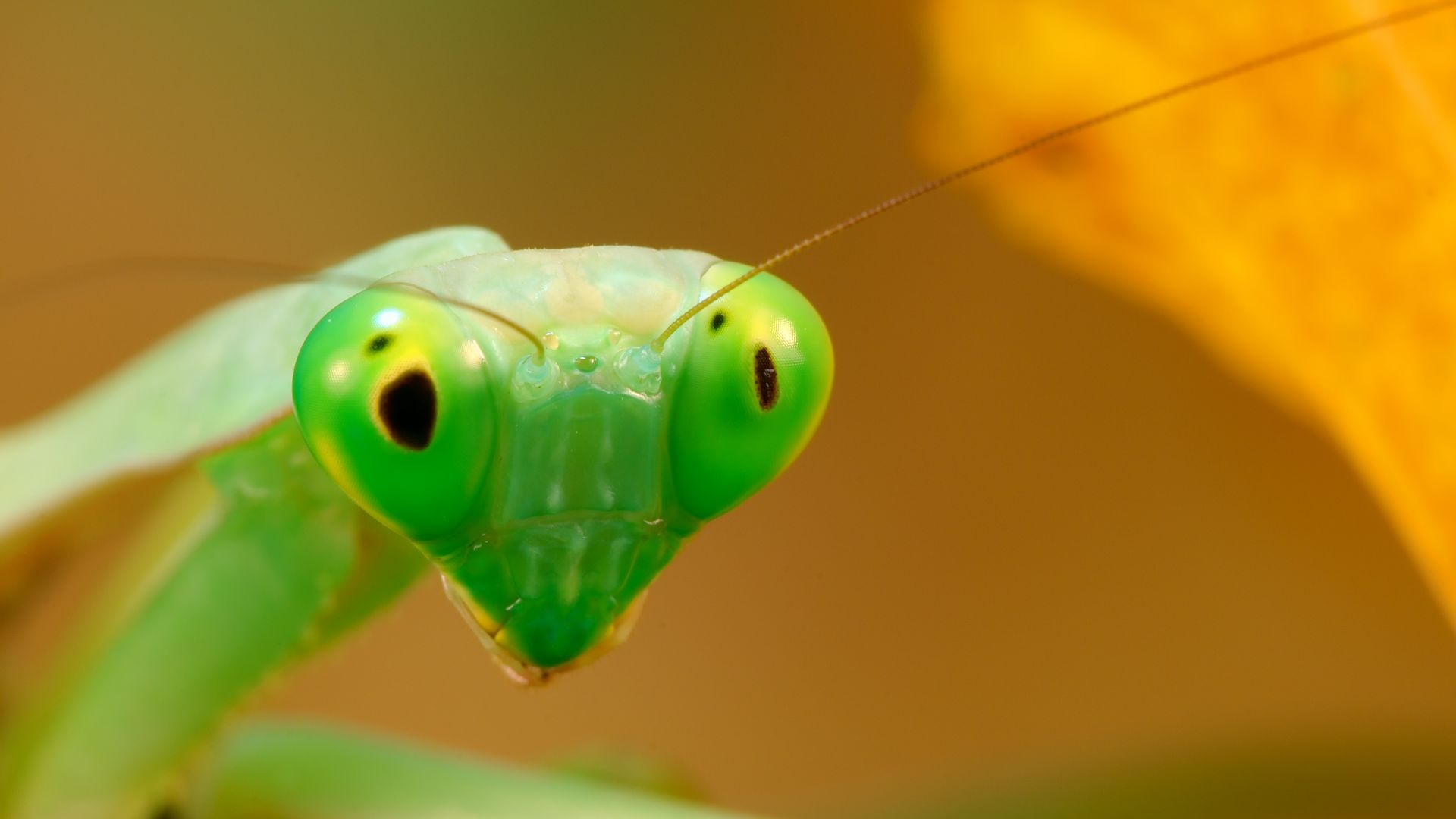 Mantis, green (horizontal)