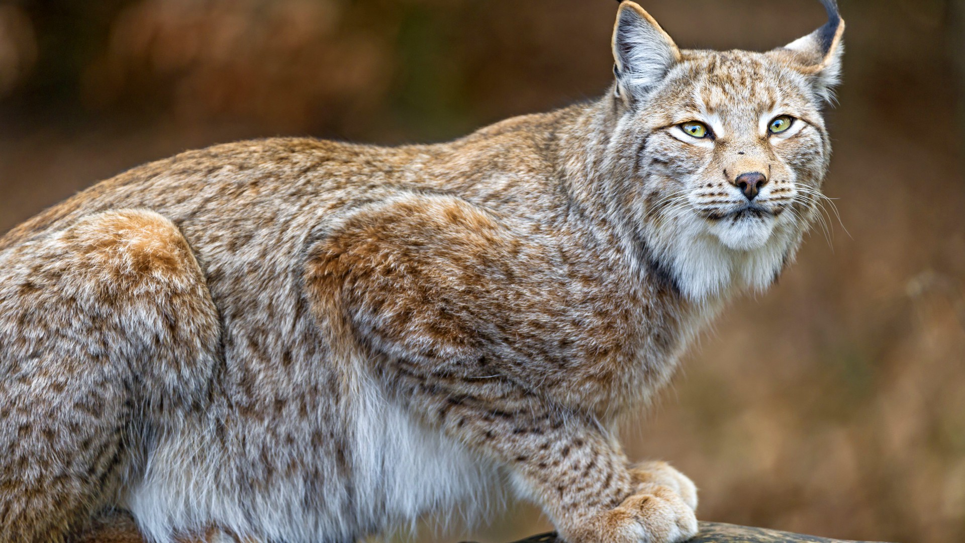 Wallpaper lynx, World's dangerous animals, predator