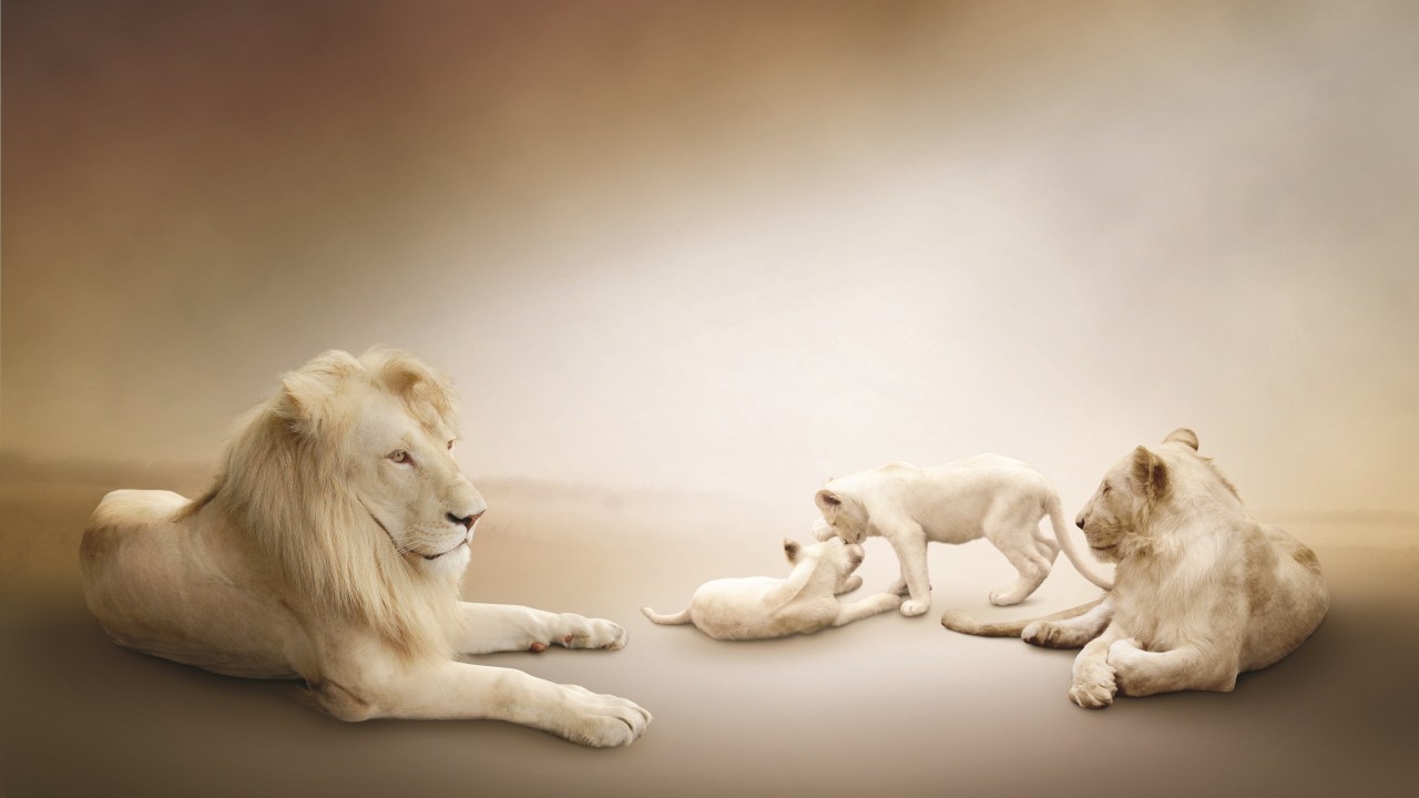Wallpaper White lion, Lion Family, white background, Animals #913