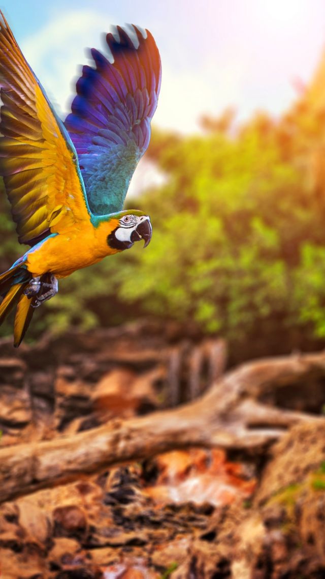 flying parrot, yellow, blue (vertical)