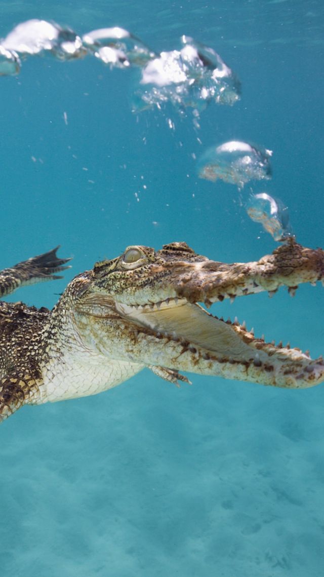 Crocodile, Calf, Swim, Underwater, Bubbles (vertical)