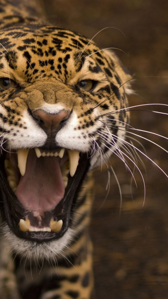 Wallpaper jaguar, wild, cat, face, teeth, rage, anger, jaws, teeth