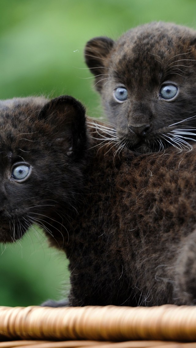 Wallpaper Panther, Cub, Cats, Kittens, black cat, fur, blue eyes