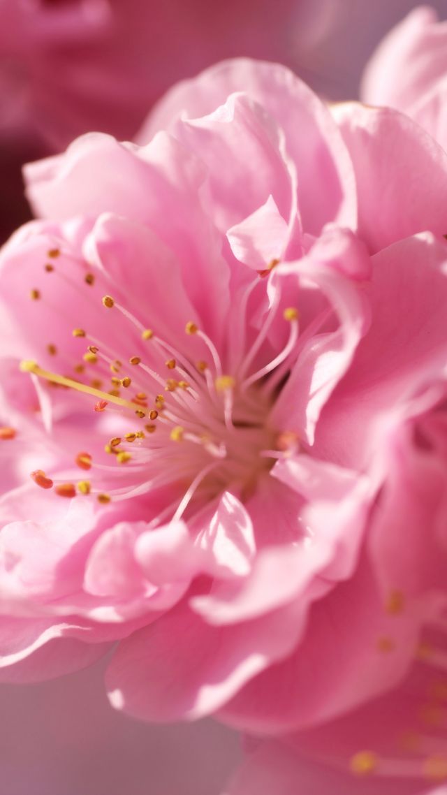 sakura, 4k, HD wallpaper, pink, spring, flower (vertical)