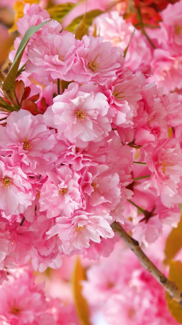 sakura, 4k, HD wallpaper, cherry blossom, pink, spring, flowers (vertical)