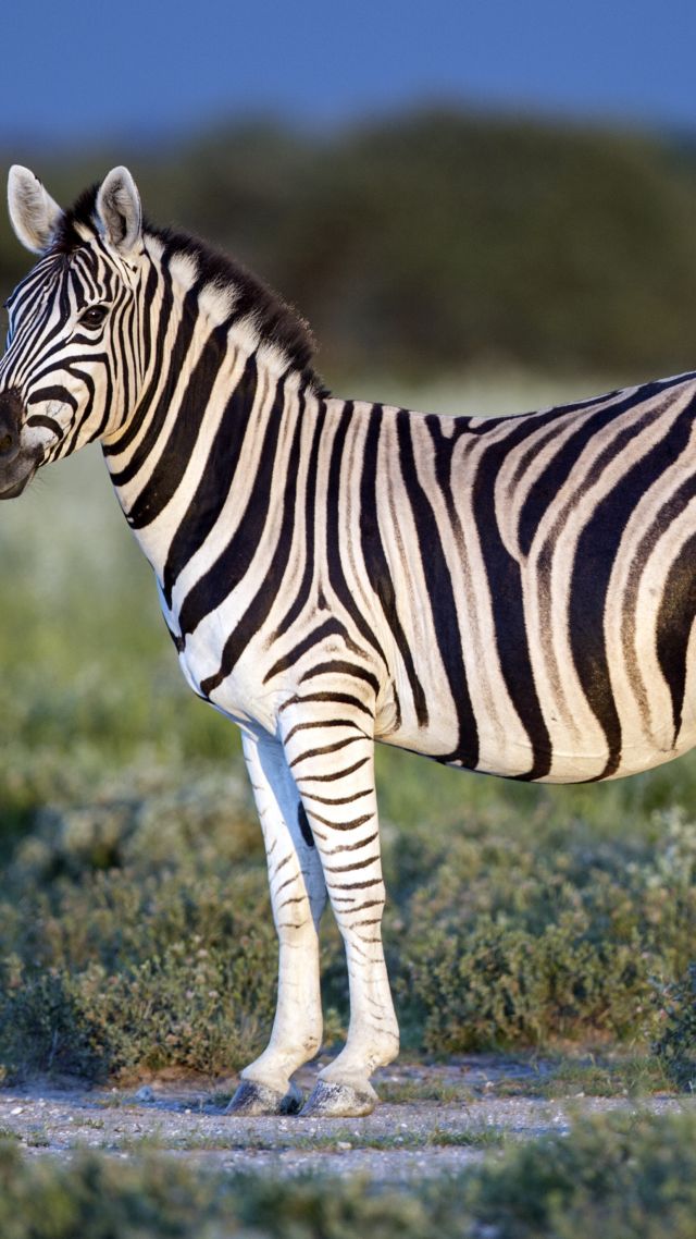 Zebra, Black & White, eye, strips (vertical)