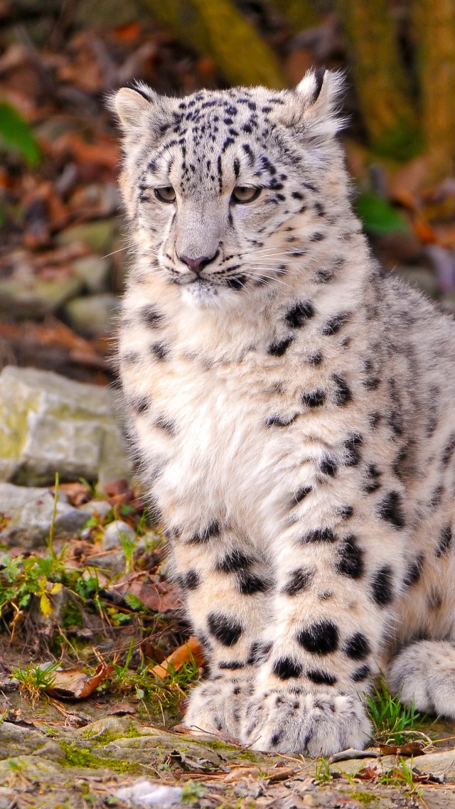 Leopard, snow leopard, sitting, watch, ground, nature, stones, cute (vertical)