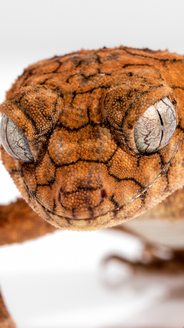 Gecko, Caledonian Crested Gecko, reptile, lizard, close-up, eyes, animals (vertical)