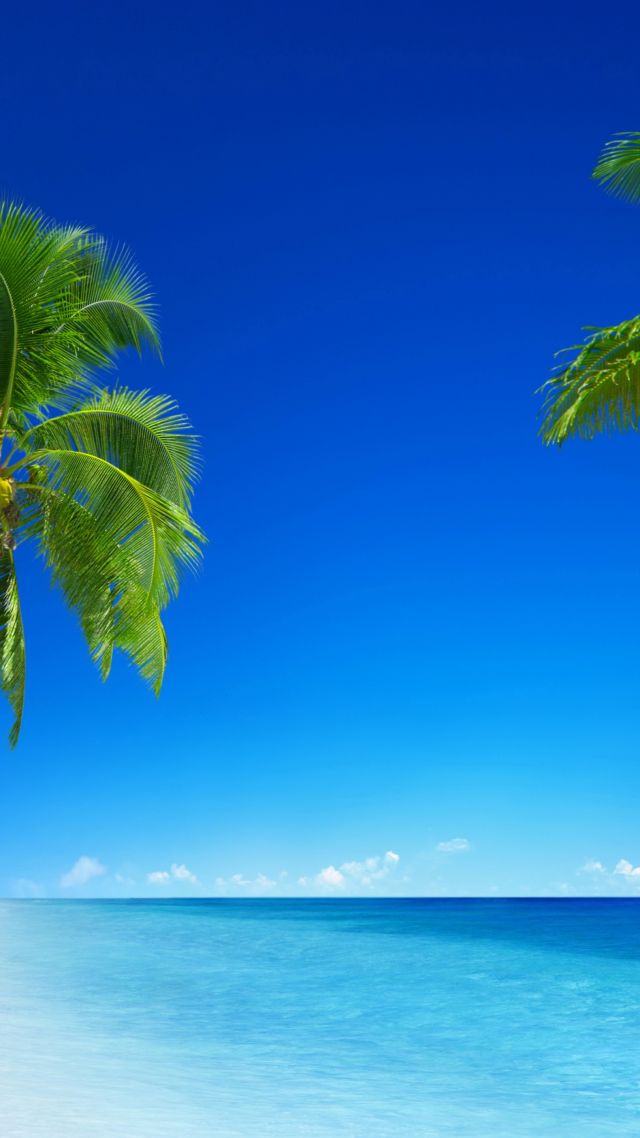 tropical beach, 5k, 4k wallpaper, 8k, paradise, palms, sea, blue (vertical)