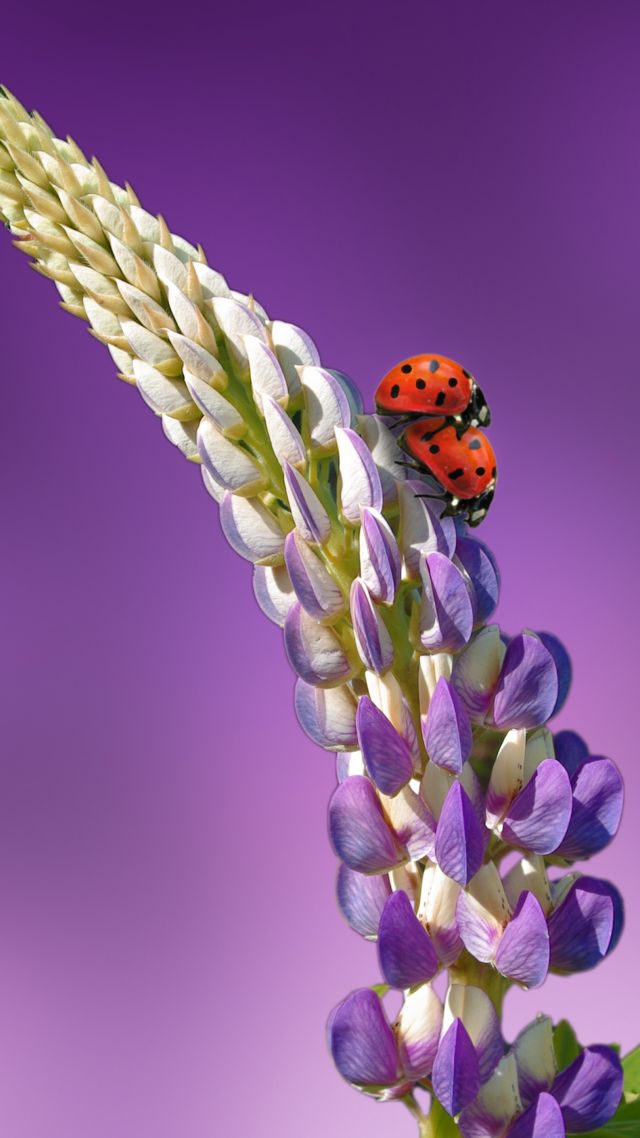 ladybird, 5k, 4k wallpaper, 8k, flowers, summer (vertical)