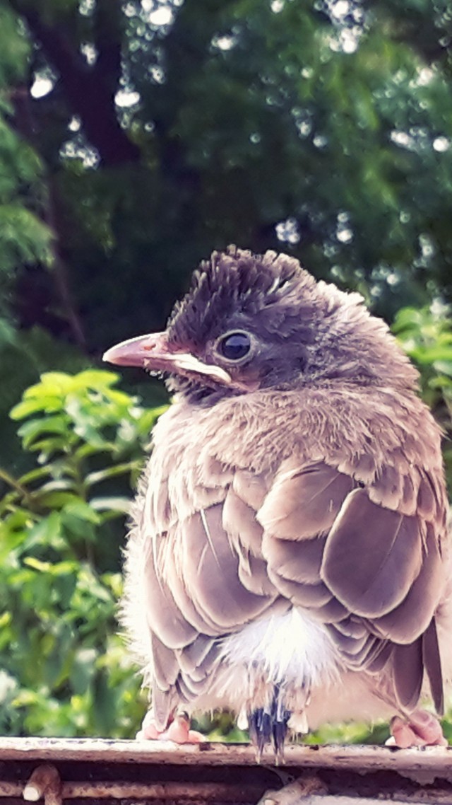 baby bird, cute (vertical)