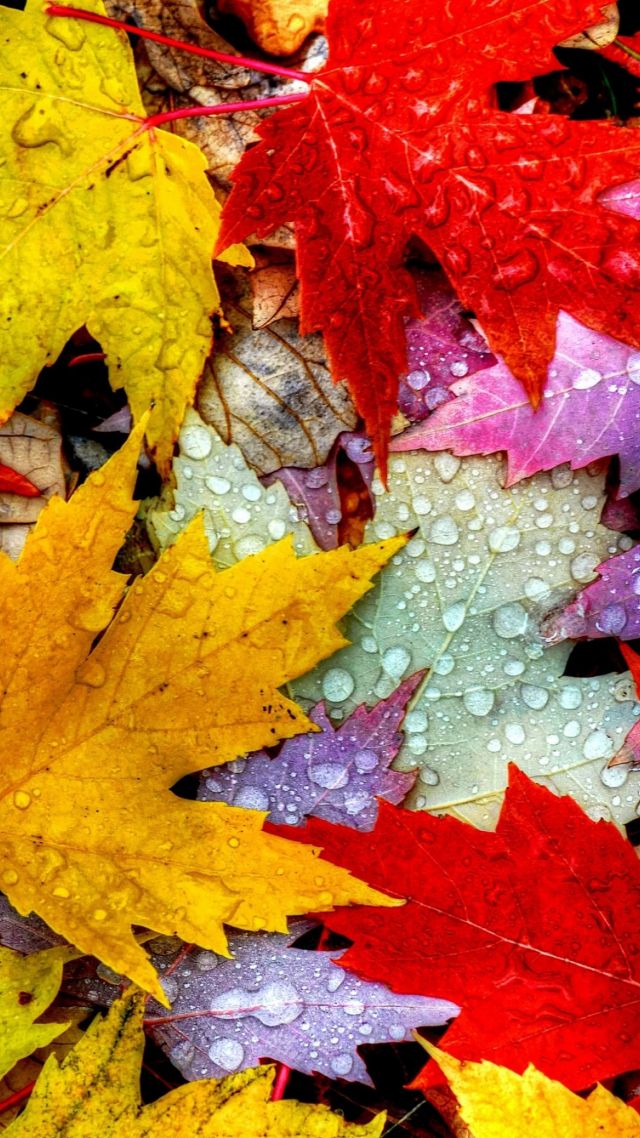 Leaves, 5k, 4k wallpaper, drops, rain, autumn (vertical)