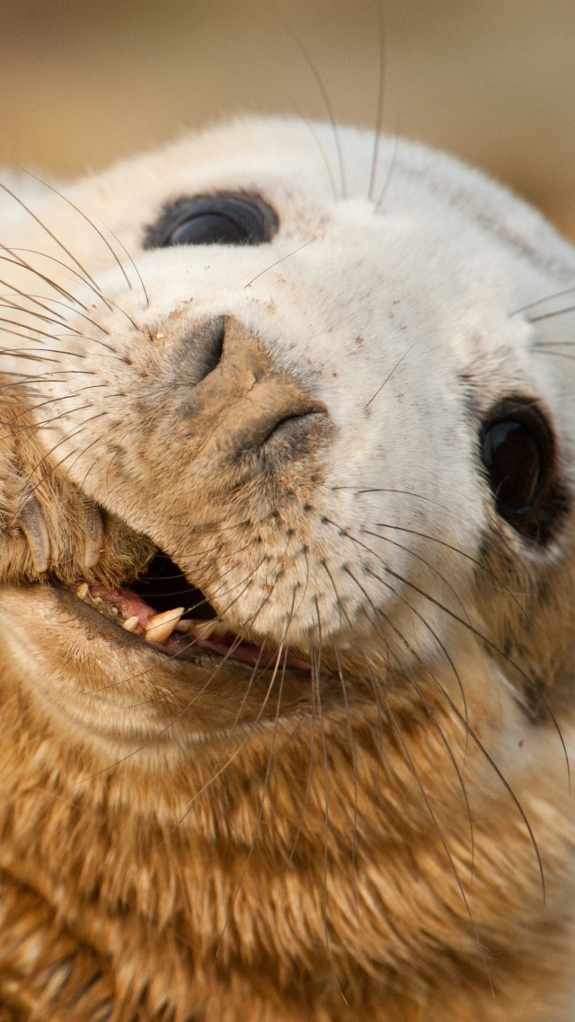 Grey seal, Scotland, Sable Island, funny, Teeth, Young, tourism (vertical)