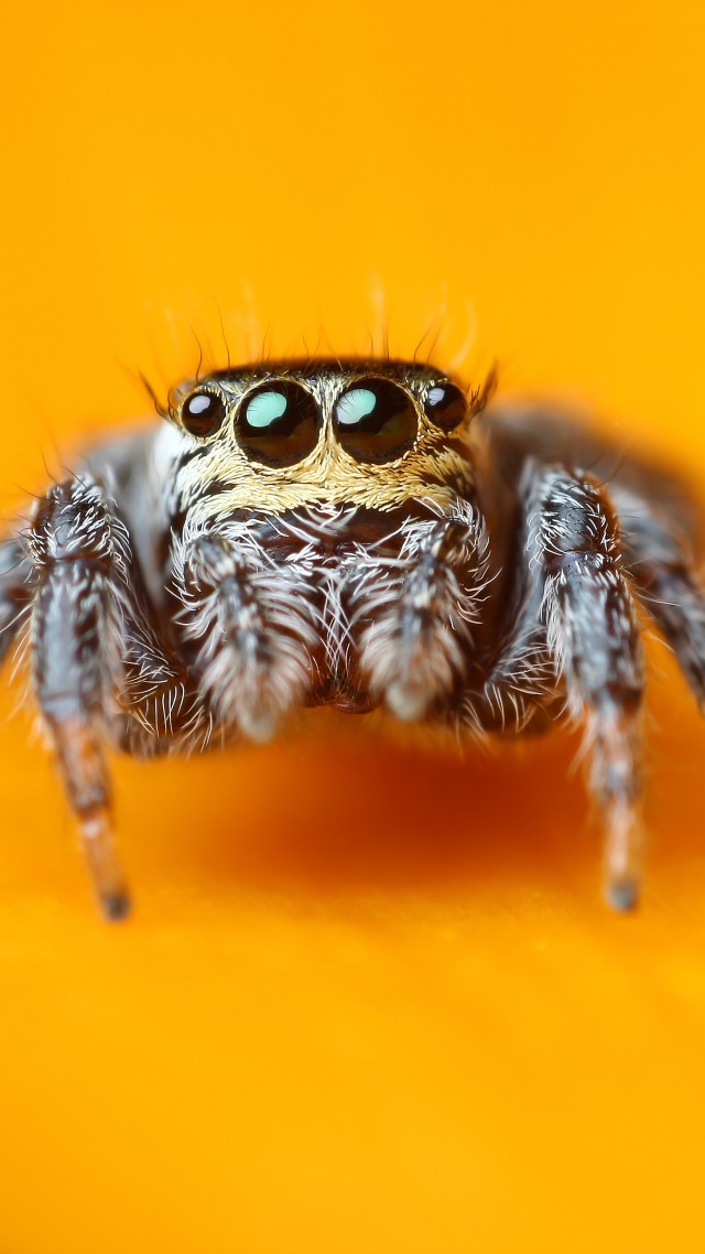 Jumping Spider, 5k, 4k wallpaper, macro, black, eyes, yellow, insects, arachnid, cute (vertical)