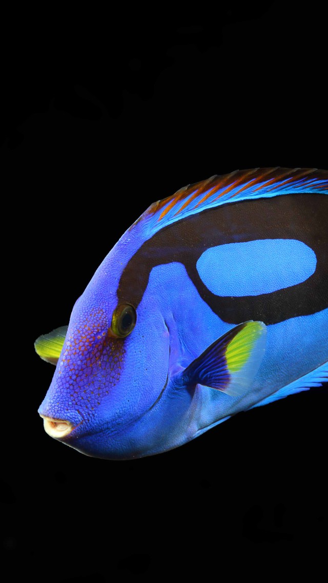 Wallpaper Surgeonfish, water, aquarium, reef animals, blue, yellow