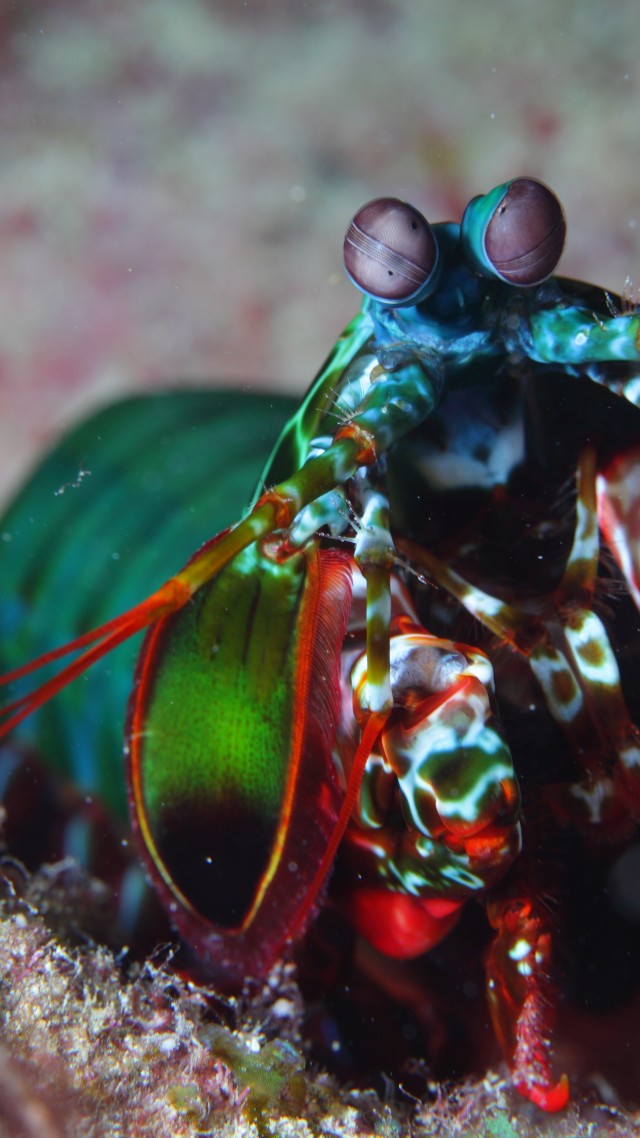 Mantis shrimp, Indian, Pacific, Ocean, Africa, Hawaii, shrimp, colorful, water, underwater, tourism, diving (vertical)