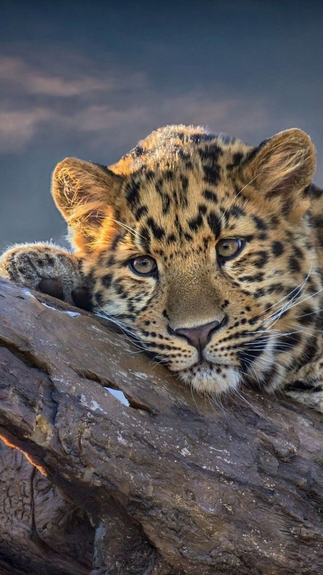 Leopard, 4k (vertical)