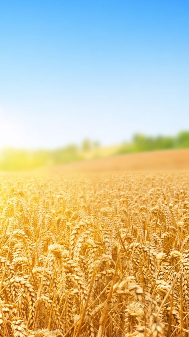 wheat, field, nature, sky, 4k (vertical)