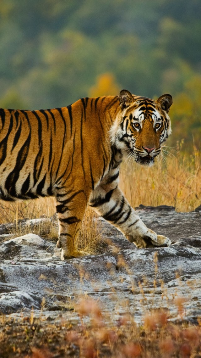 tiger, cute animals, 5k (vertical)