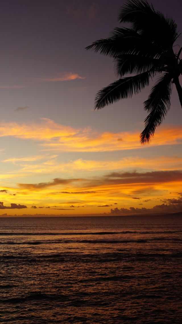 Maui, Hawaii, ocean, palm, sunset, 5k (vertical)