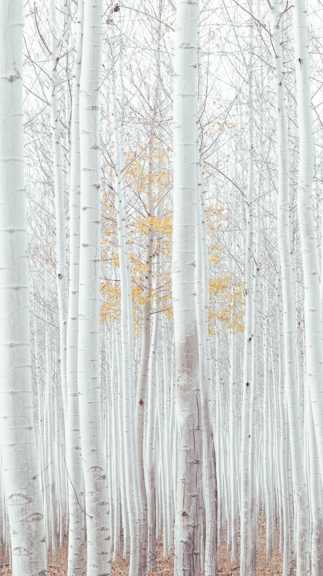 white, trees, forest, 4k (vertical)