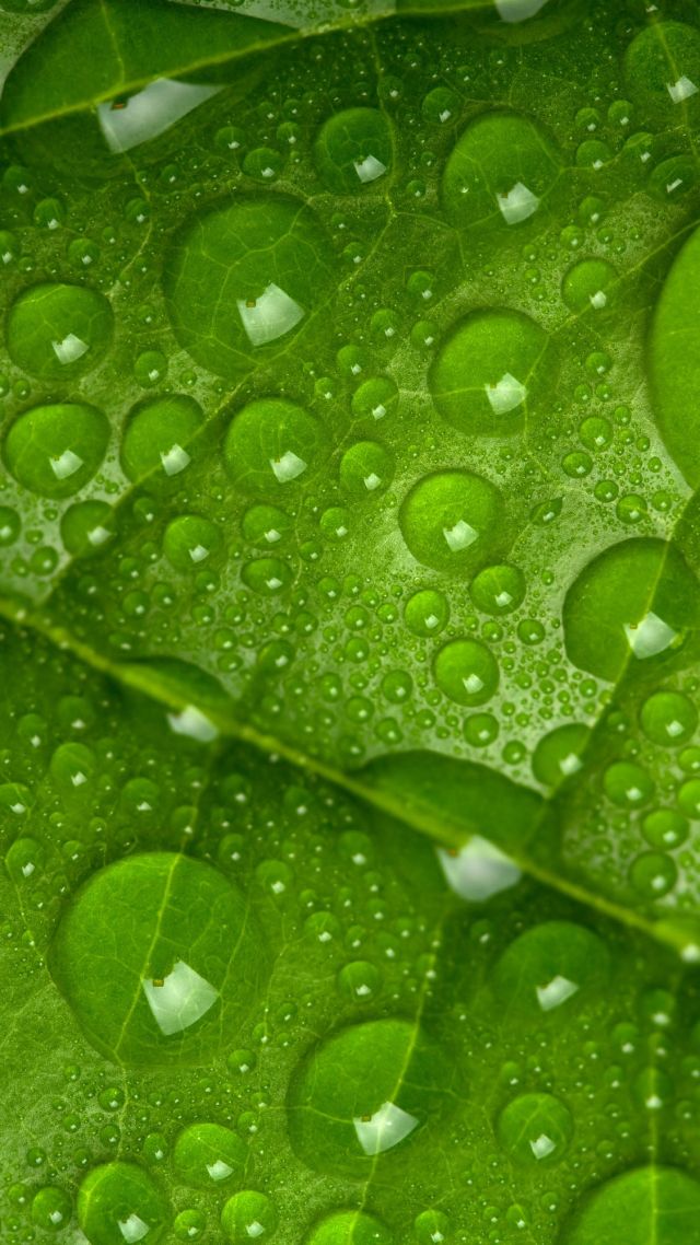 leaf, drops, green, 4k (vertical)