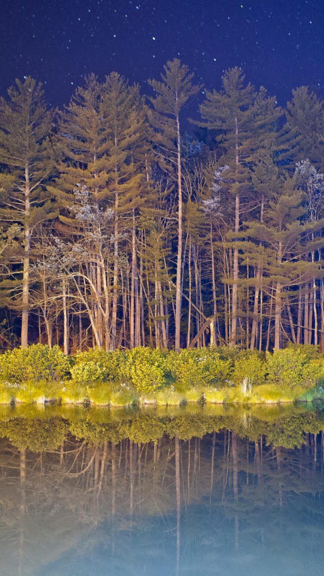 android, 5k, 4k wallpaper, forest, landscape, night, pond (vertical)
