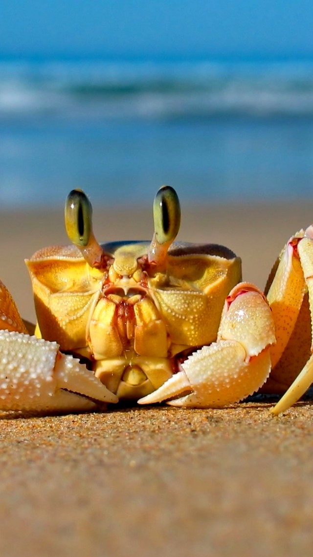 Crab, Mediterranean sea, sand, funny, cute animals (vertical)