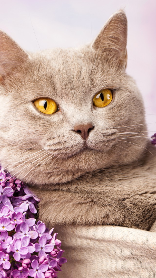 British cat, cute animals, lilac (vertical)
