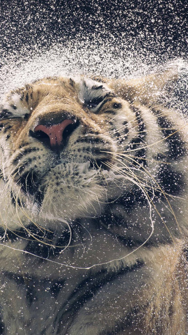 Tiger, drops, cute animals, funny (vertical)