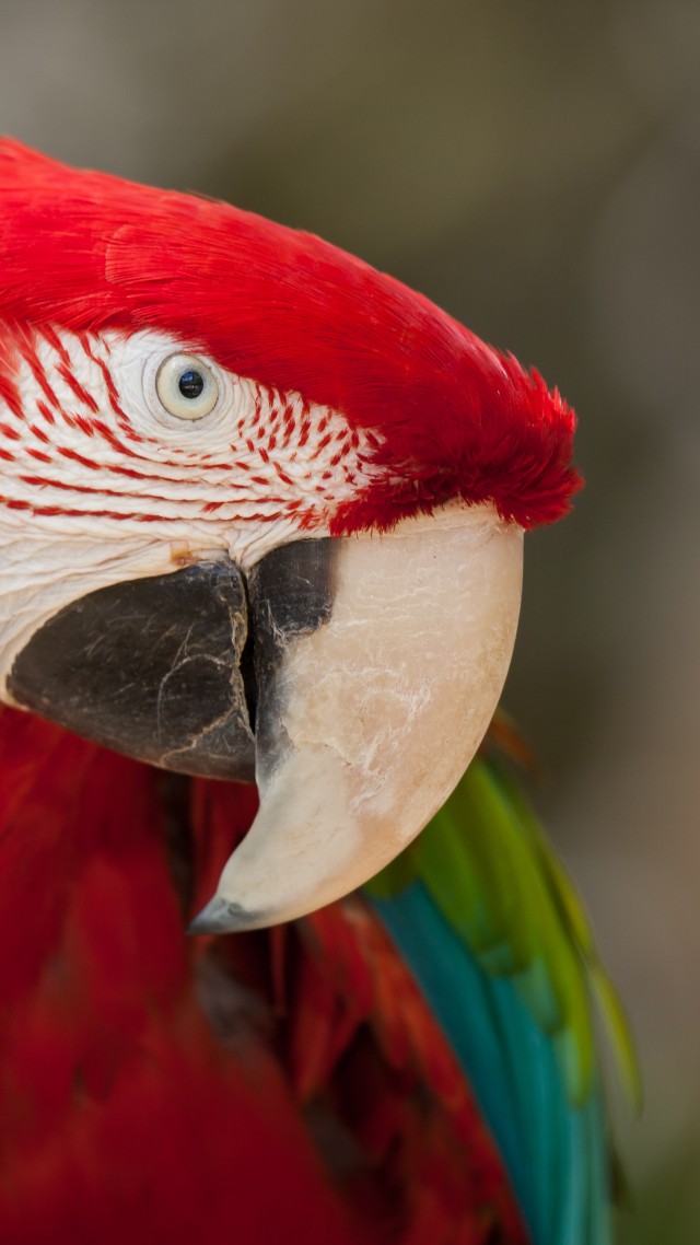 Macaw, parrot, cute animals (vertical)